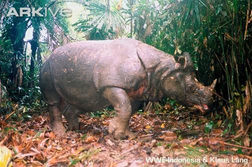 Tình trạng bảo tồn các loài tê giác -Javan rhinoceros Phụ lục I -Hiện chỉ còn phân bố ở