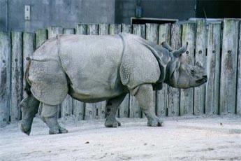 trạng bảo tồn các loài tê giác - Indian Rhinoceros Phụ lục I - Phân bố ở Ấn độ, Nepal,