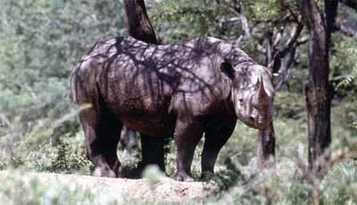 Tình trạng bảo tồn các loài tê giác - Black