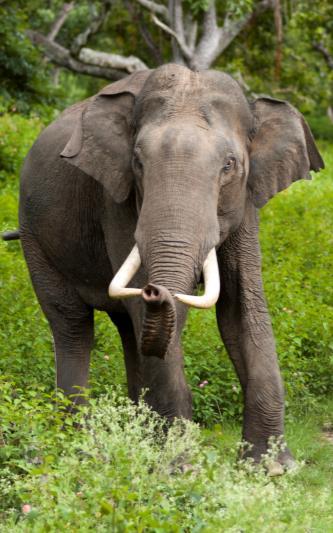trung bình 20 nghìn cá thể voi bị giết mỗi năm,