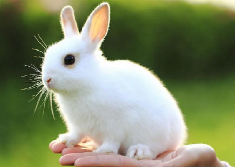 Thuyết minh về con thỏ Author : vanmau Thuyết minh về con thỏ - Bài làm 1 Nếu tôi hỏi bạn về một câu: "Trong các loài vật nuôi trong gia đình, bạn yêu quý con vật nào nhất?