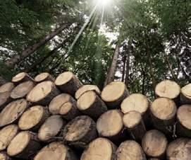 Chống nấm mốc tốt hơn so với gỗ tự nhiên và gỗ tổng hợp ĐA DẠNG MÀU SẮC & TẠO CẢM GIÁC NHƯ GỖ THẬT Với công