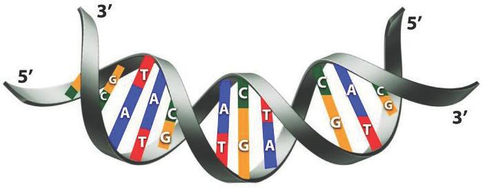 66 DI TRUYỀN HỌC: NHỮNG VẤN ĐỀ NGUYÊN LÝ VÀ THỰC TIỄN Chẳng hạn ở người, khi một tế bào phân chia thành hai tế bào con thì ADN của tất cả 46 nhiễm sắc thể phải được sao chép (tổng hợp).