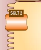 1c, glycated hemoglobin; SGLT, sodium glucose