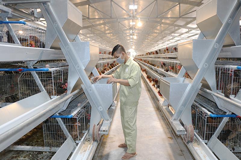 Là một trong những Công ty cung cấp gà giống lông màu nội địa lớn nhất Việt Nam, sau gần 35 năm kinh nghiệm trong ngành chăn nuôi cùng với việc đầu tư máy máy móc, trang thiết bị ấp nở, gieo tinh
