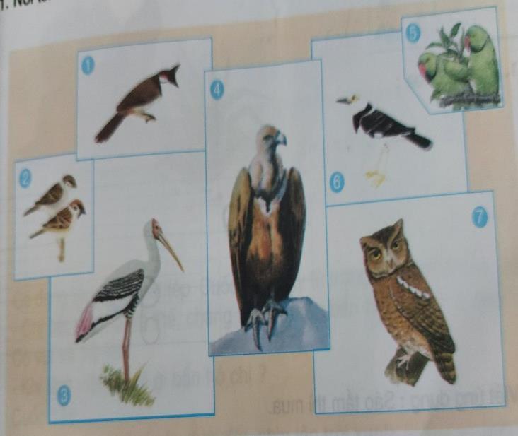 BÀI ÔN TẬP LỚP 2 - SỐ 17 1. Viết tên các loài chim trong những tranh sau : (đại bàng, cú mèo, chim sẻ, sào sậu, cò, chào mào, vẹt) 1.. 2. Hãy chọn tên loài chim thích hợp ghi vào mỗi chỗ trống dưới đây: (vẹt, quạ, khướu, cú, cắt) a) Đen như.