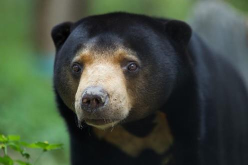 PHẦN LỜI GIỚI THIỆU Bối Cảnh Gấu chó (Helarctos malayanus) là một loài ít đƣợc biết đến nhất hay bị lãng quên nhất trong tất cả các loài gấu. Nghiên cứu đầu tiên về loài này chỉ bắt đầu vào năm 1997.