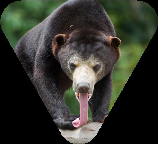 TẦM NHÌN Gấu chó đóng góp vai trò nhƣ một nhân tố của hệ sinh thái tự nhiên trên phạm vi mƣời một quốc gia và vùng