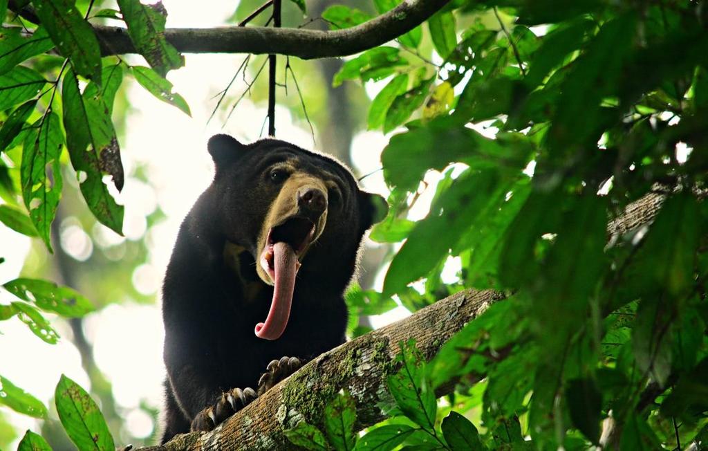 Gấu chó, Helarctos malayanus, tại Khu Bảo Tồn Gấu Chó Bornean, Ảnh: BSBCC/Chiew Lin May Nghịch lý là, dù rằng trong túi mật của gấu ngựa (Ursus thibetanus) có chứa một hợp chất độc nhất đƣợc chứng