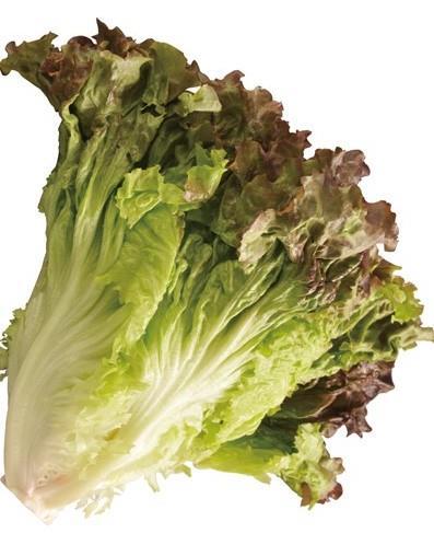 20 Trang Sức Khỏe RAU XÀ LÁCH - SALAD I/ DẪN NHẬP: Rau xà lách, có tên bắt nguồn từ chữ salad, người Việt chúng ta gọi là rau diếp, tên khoa học là Latuca Sativa, ở Hoa Kỳ, xà lách lại có một cái tên