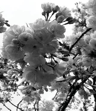 ĐẦU XUÂN CẢM THƠ Mùa xuân và thi hứng trong ánh sáng của đạo Xuân đã trở về trong bầu không khí. Mùa xuân mang lại những niềm vui, những kỷ niệm êm đềm.