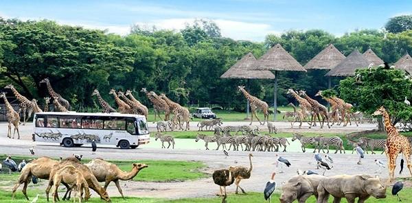 Khởi hành tới Thành Phô Pattaya, trên đường đi, đoàn ghé thăm Sau bữa trưa quý khách tham quan: Vườn Thú Safari Khao Kheow ( chương trình mới ) là điểm du lịch sinh thái phía đông của Thái Lan.
