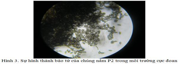 Kết quả tế bào hiển vi hình 1 và 2 cho thấy trong môi trƣờng PDA hệ sợi nấm sinh trƣởng bình thƣờng còn trong môi trƣờng có dịch chiết hoa 80X1/4 thì hệ sợi nấm bị ph huỷ hoàn toàn, quan s t thấy