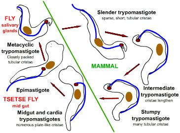 & Trypanosomiasis ก ก ก ก (kinetoplast) ก DNA ก (flagellum) ก ก undulating membrane ก ก ก ก ก ก ก ก ก Trypomastigote ก ก ก ก 1 ก parasitemia ก 1-3 ก ก กก Trypanosoma evansi ก ก ก ก ก ก ก ก (aqueous