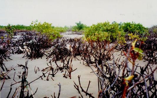 Nguồn: Trần Đức Thạnh, 2002. Hình 3.6. Rừng ngập mặn bị chết hàng loạt do hiện tượng biển tiến 4.