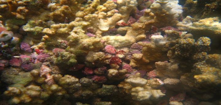 thế bằng nhóm loài san hô dạng khối giống Goniopora là nhóm có sự khả năng chống chịu cao hơn với độ đục (Nguyễn Đăng Ngải và Nguyễn Huy Yết, 2004).