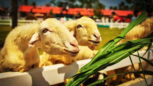 Khởi hành đi Pattaya, tham quan Nông Trại Cừu (Farm Sheep), cho cừu ăn và chụp ảnh trong nông trại vui vẻ này. Tham quan Khau Phratamnak (Đồi Đô đốc hải quân).