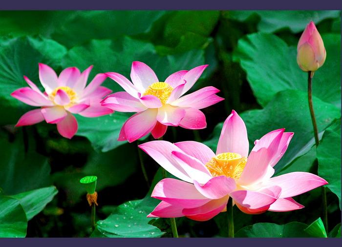 Hãy tả một loài hoa mà em yêu thích nhất Author : vanmau Hãy tả một loài hoa mà em yêu thích nhất Bài làm 1 "Trong đầm gì đẹp bằng đẹp bằng sen Lá xanh bông trắng lại chen nhị vàng Nhị vàng