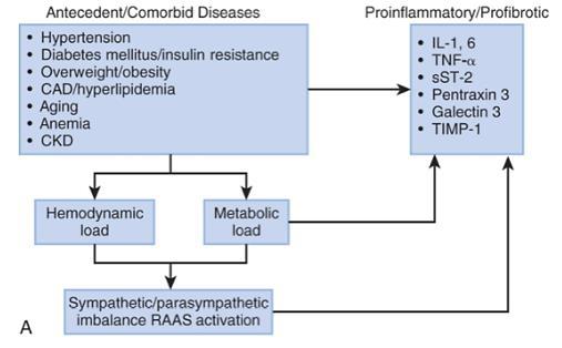 Pathophysiologic mechanisms underlying the development of HFpEF(1) Antecedent/Comorbid Dieases Hypertension Diabetes mellitus/insulin resistance Overweight/Obesity CAD/hyperlipidemia Aging Anemia CKD