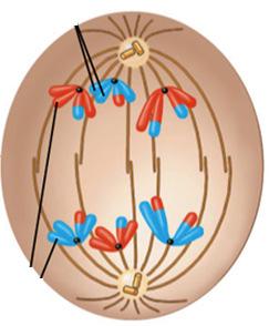 G = X = 100 (nu) 0,5 0,5 0,5 Câu 3 (1,5 điểm): Hình 1 và Hình miêu tả quá trình phân bào của một tế bào trong cơ thể sinh vật lưỡng bội của loài A và loài B Hình 1: Tế bào đang phân bào của loài A