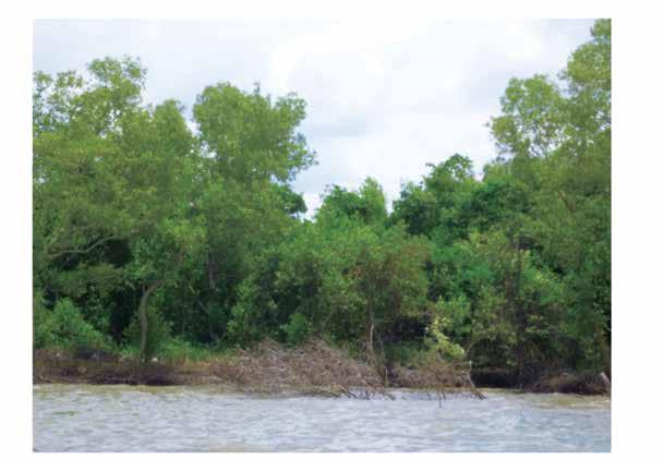 Rừng ngập mặn bị manh mún: rừng có mật độ dày nhưng có một số khoảng trống rõ ràng do xói