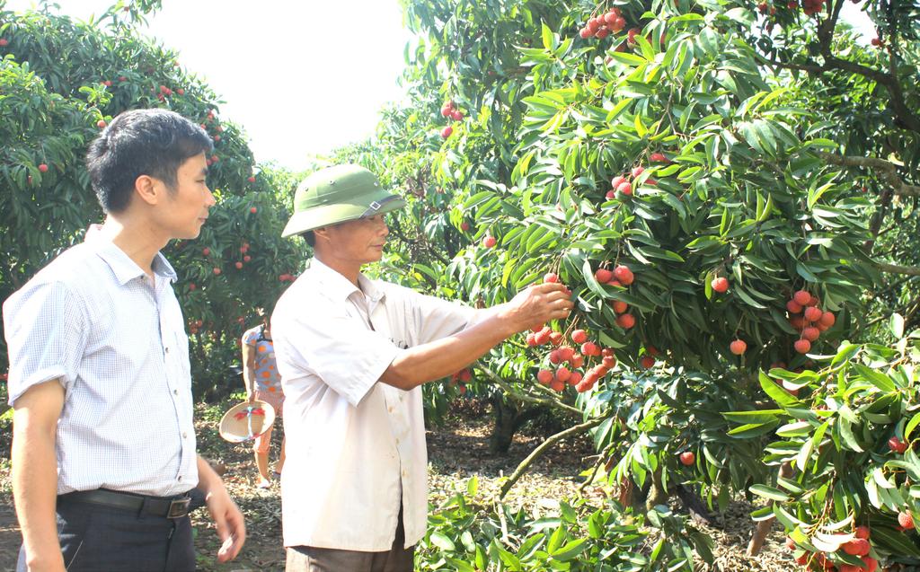 NHỮNG VẤN ĐỀ CHUNG Ảnh: Vườn vải thiều áp dụng quy trình VietGAP tại xã Hồng Giang, huyện Lục Ngạn lựa chọn công nghệ thích hợp phục vụ cho công nghiệp chế biến và phát triển công nghiệp nông thôn,