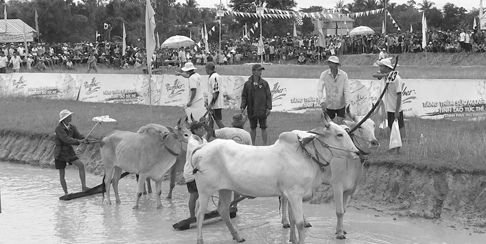 đúng tuyến, trái tuyến Ngày 19/09, tại sân đua bò dưới chân núi Tà Pạ, huyện Tri Tôn, tỉnh An Giang, Hội Đua bò Bảy Núi tranh Cúp Truyền hình An Giang lần thứ 24 năm 2017 đã diễn ra dưới sự tài trợ