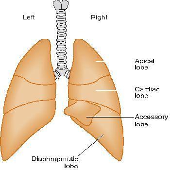 33 lớn hơn phổi trái. - Hình thái: mỗi lá phổi có đỉnh ở phía trước, đáy ở phía sau, cong theo chiều cong cơ hoành. Mặt ngoài cong theo chiều cong của xương sườn.