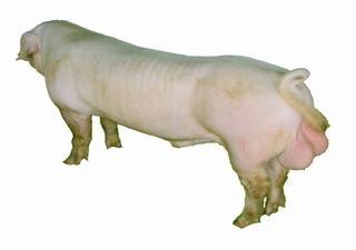 37 Hình 8: Vị trí và hình thái của tinh hoàn ở lợn đực 1.4.3.2.