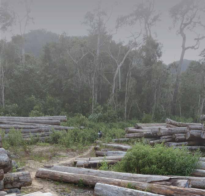 Chương trình Môi trường Liên Hiệp Quốc, CHDCND Lào, Báo cáo Đánh giá Hiệu quả Hoạt động Môi trường Toàn quốc, 2006 9. Báo The Nation, Lào tăng độ che phủ rừng trong kế hoạch 5 năm, 29/12/2010 10.