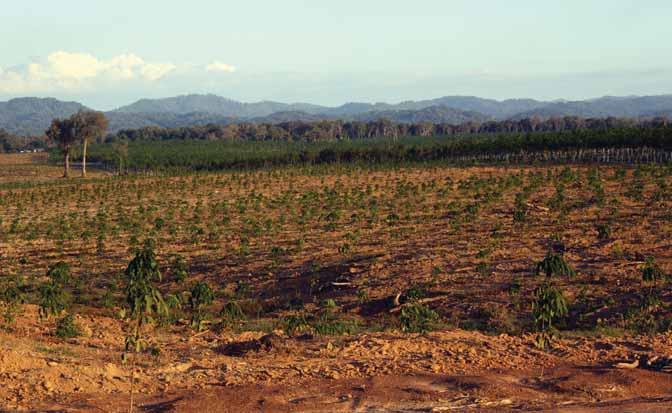 ẢNH DƯỚI: Cảnh quan rừng, tỉnh Attapeu, Lào. ẢNH DƯỚI CÙNG: Diện tích rừng bị khai thác trắng cho trồng cây công nghiệp, Lào. này đã trở thành một nguồn thu xuất khẩu quan trọng.