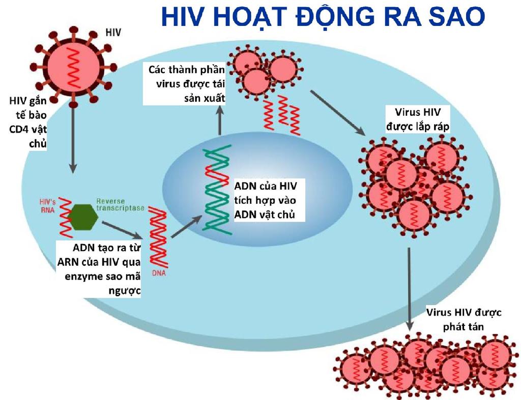 Tài liệu phát tay 2.1: Vòng đời HIV 1 5 6 4 2 3 7 Vòng đời của HIV gồm các bước được minh họa ở trên và trình bày bên dưới: 1.