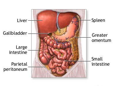 Hình 1: Ruột thai nhi Một số dấu hiệu có liên quan đến bệnh lý đường tiêu hóa như: Đa ối: Một trong những nguyên nhân thường gặp là thắt hẹp phần trên ống tiêu hóa, tuy nhiên đa ối cũng có thể gặp