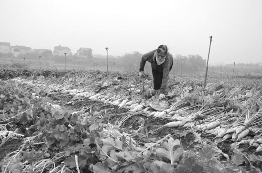 12 XUẤT KINH TẾ - XÃ HỘI kinhtebplvn@gmail.com BẢN TỪ NĂM 1985 Vì sao nông dân phải nhổ bỏ rau, củ?