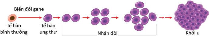 UNG THƯ LÀ GÌ? Cơ thể chúng ta được hình thành từ hàng tỷ tế bào. Mỗi tế bào có chứa 23 cặp nhiễm sắc thể (NST), trong đó có 1 cặp NST giới nh quy định giới nh nam hay nữ.