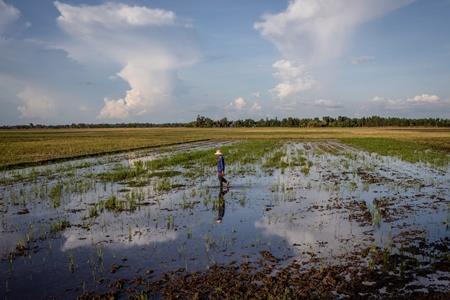 Một người nông dân Kiên Giang trên cánh đồng ngập nước.
