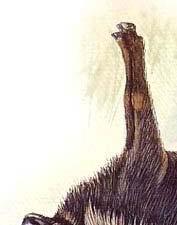 9. S n d ng (Capricornis sumatraensis) 1.