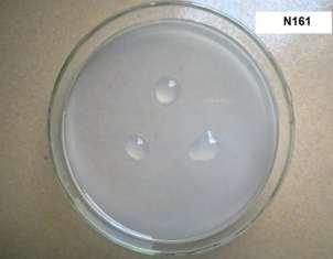 ngày nuôi cấy Trong điều kiện nuôi cấy lắc môi trường Ashby dịch thể, chủng N161 phát triển làm