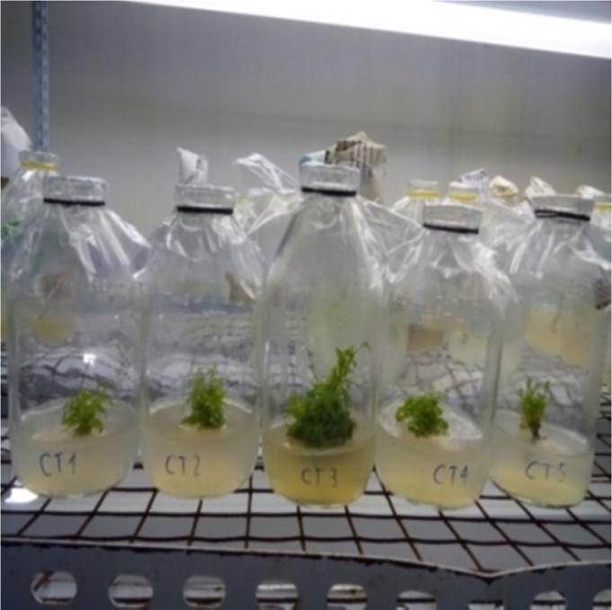 (2015) đã chứng minh môi trường MS có bổ sung 1,5 mg/l BA và 0,1 mg/l -NAA là tốt nhất cho sự hình thành chồi in vitro cây hoa lan Miltonia sp. Trên cây địa liền (Kaompferia galanga), Parida et al.