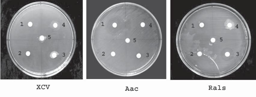 4 Inhibition zone of chemicals against the growth of particularly bacteria in solanaceous and cucurbit crops by filter-paper disc method. XCV = Xanthomonas campestris pv.