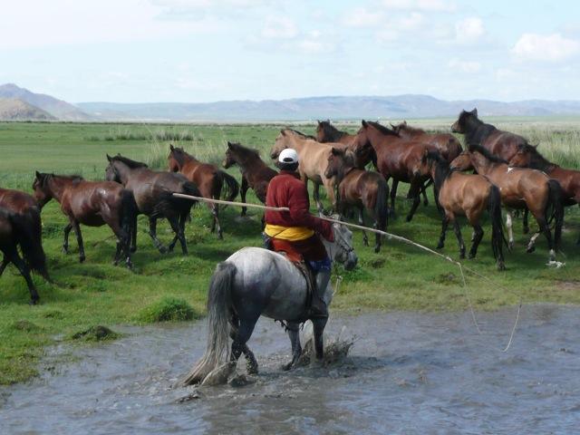 Những chú ngựa Mông Cổ Đây là một quốc gia giàu hệ sinh vật và động vật với tổng số 138 loài động vật có vú, 449 loài chim, 75 loài cá cũng như các loài động vật lưỡng cư và bò sát.
