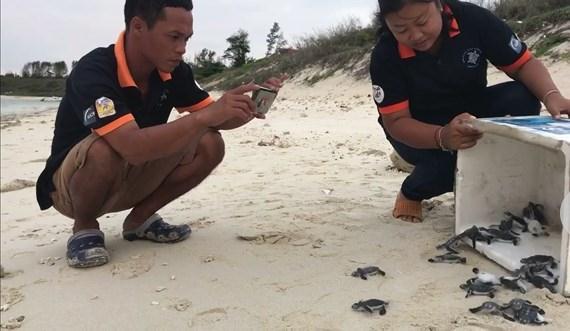 Thông tin tư liệu Bình Thuận Tháng 09 năm 2018-62 - THẢ 51 RÙA CON VỀ VỚI BIỂN S au 55 ngày được ấp nở cẩn thận, 51 con rùa con đã chào đời khỏe mạnh và được nhân viên Khu bảo tồn biển Hòn Cau (tỉnh