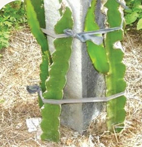 Thông tin tư liệu Bình Thuận Tháng 09 năm 2018-74 - nhưng phải chú ý đến việc chuẩn bị hom giống từ trước do lúc này cây đang ra hoa và mang quả, không thể lấy hom trực tiếp được. 3.