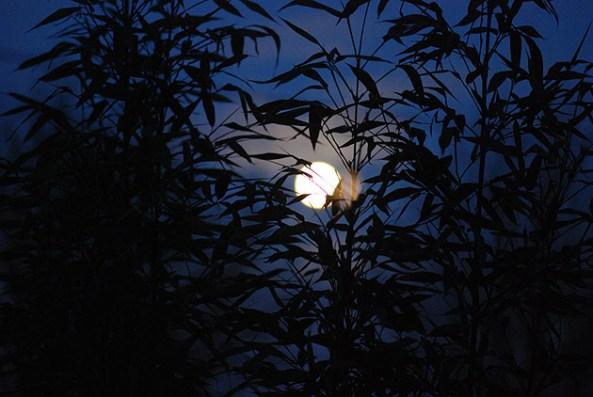 Em hãy viết một đoạn văn tả lại cảnh đêm trăng sáng đẹp ở quê em Author : vanmau Em hãy viết một đoạn văn tả lại cảnh đêm trăng sáng đẹp ở quê em Bài làm 1 Một năm có bốn mùa, mùa nào cũng có những