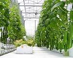 Tiềm năng ứng dụng Công nghệ cao vào sản xuất nông nghiệp ở ĐBSCL http://socencoop.org.