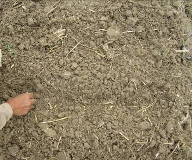 54 Hình 1.16. Gieo hạt đậu tương theo hàng theo hốc 2.1.2. Gieo vãi Phương pháp gieo vãi đậu tương đông phải đượcgieo trên những chân ruộng không bị khô hạn, ngập úng.