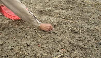 55 khi gieo phải tưới nước láng qua mặt ruộng rồi rút kiệt nước ngay sau đó mới gieo hạt và dập rạ.
