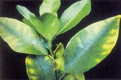 Khi bón nhiều bo có thể gây hiện tượng ngộ độc cho cây. Triệu chứng ngộ độc thường thấy ở trên lá già: sự táp lá hoặc biến màu vàng nhạt của mép lá và đầu ngọn lá.