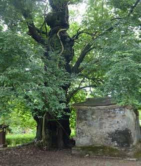 Bảo tồn cây Thị di sản ở làng cổ Phước Tích Đỗ Xuân Cẩm Cây Thị di sản ở làng cổ Phước Tích là một trong năm (5) cây cổ thụ ở Thừa Thiên Huế đã được công nhận là cây di sản Việt Nam.
