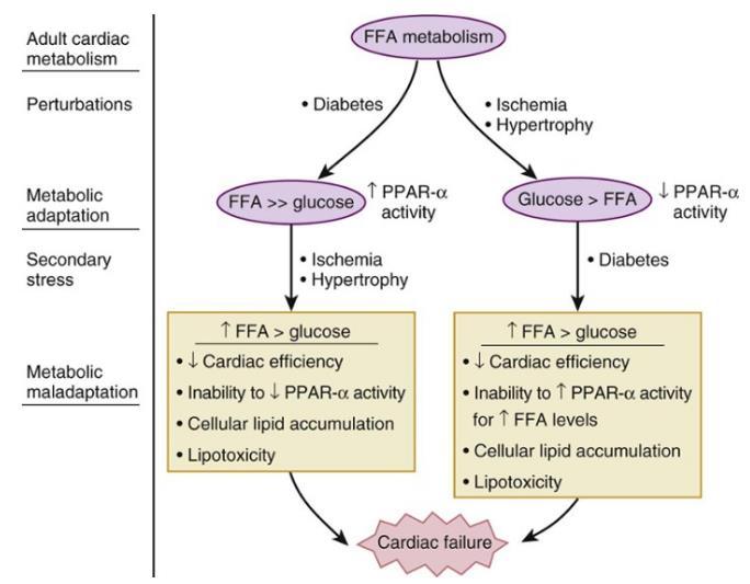 Biến đổi chuyển hoá tim/đtđ PPAR alpha= major regulator of lipid metabolism in